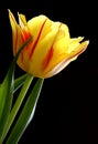 Illustration Ã¢â¬â closeup composition of blooming Botanic Tulip